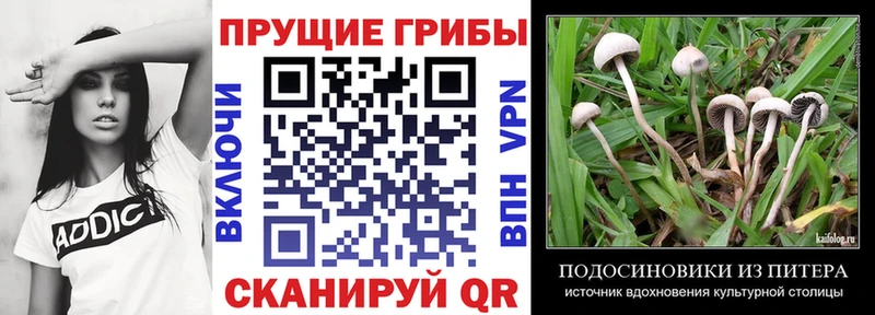 где купить   kraken зеркало  Галлюциногенные грибы Magic Shrooms  Грязи 